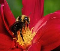 微软Hololens开发版开始运输2016季度